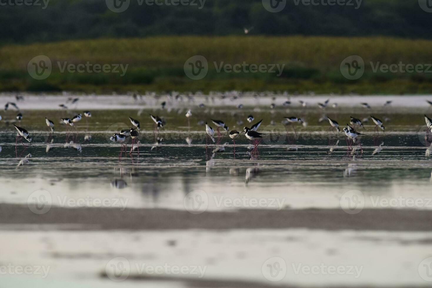 Southern Stilt, Himantopus melanurus in flight, Ansenuza National Park, Cordoba Province, Argentina photo