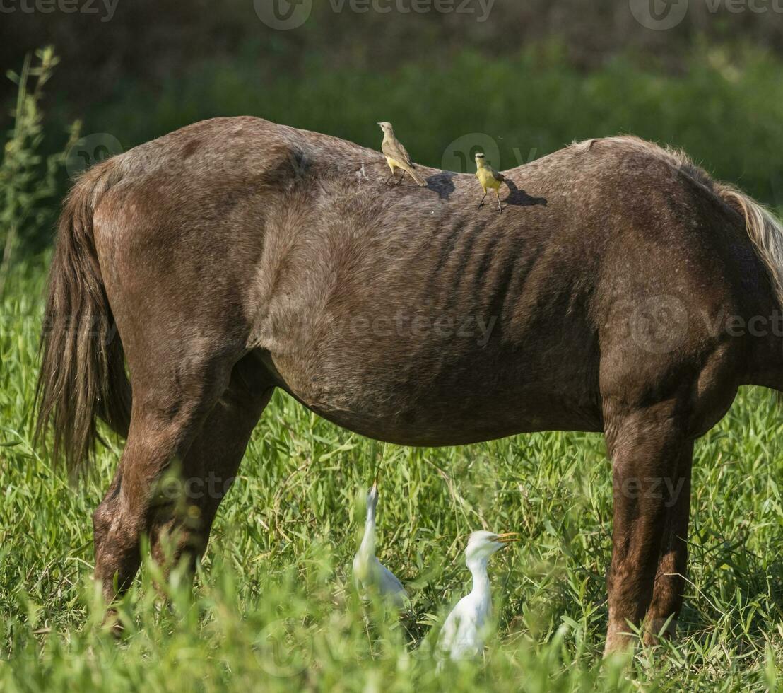 Horse and white herons, Pantanal , Brasil photo