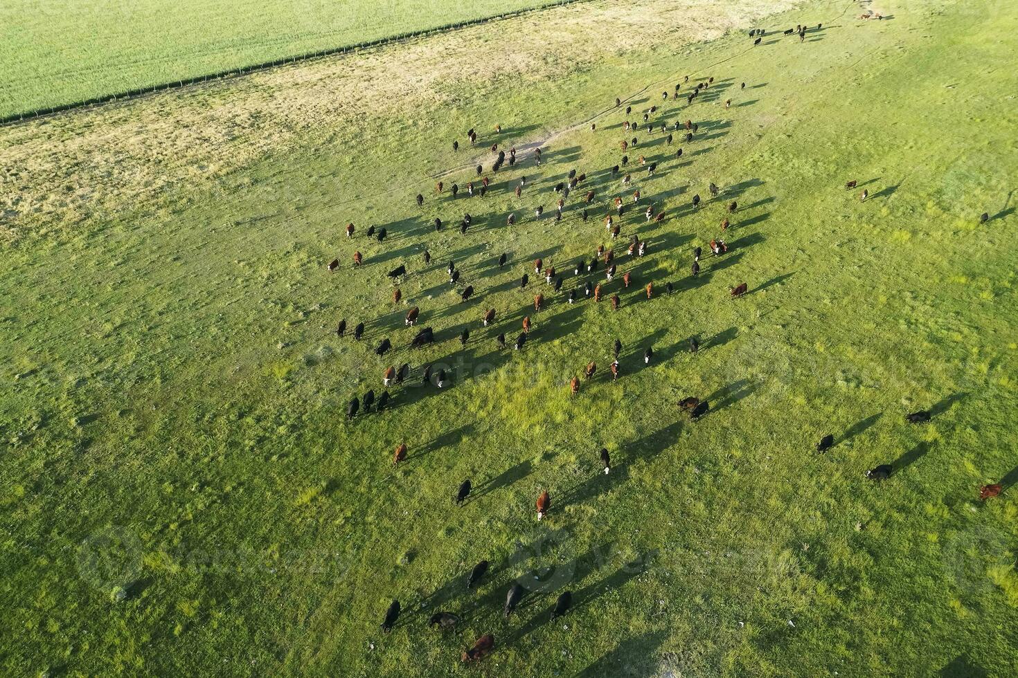Aerial view of a troop of steers for export, cattle raised with natural pastures in the Argentine countryside. photo