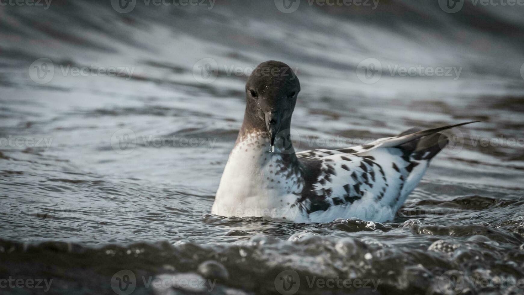 Cape petrel swimming in Antarctic waters. photo