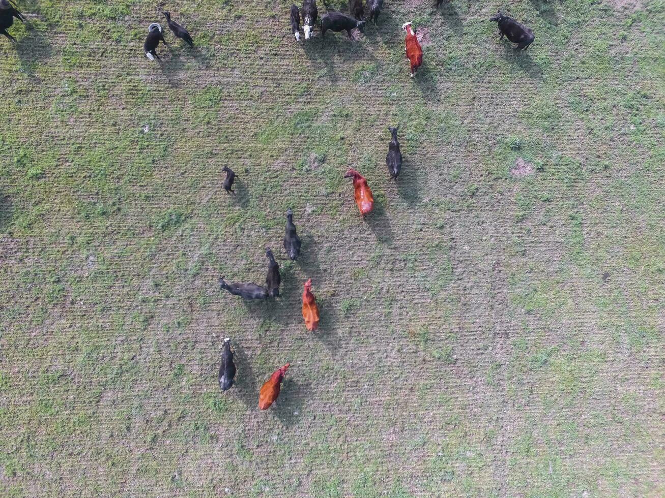 Troop of cows in the pampas field,Argentina photo