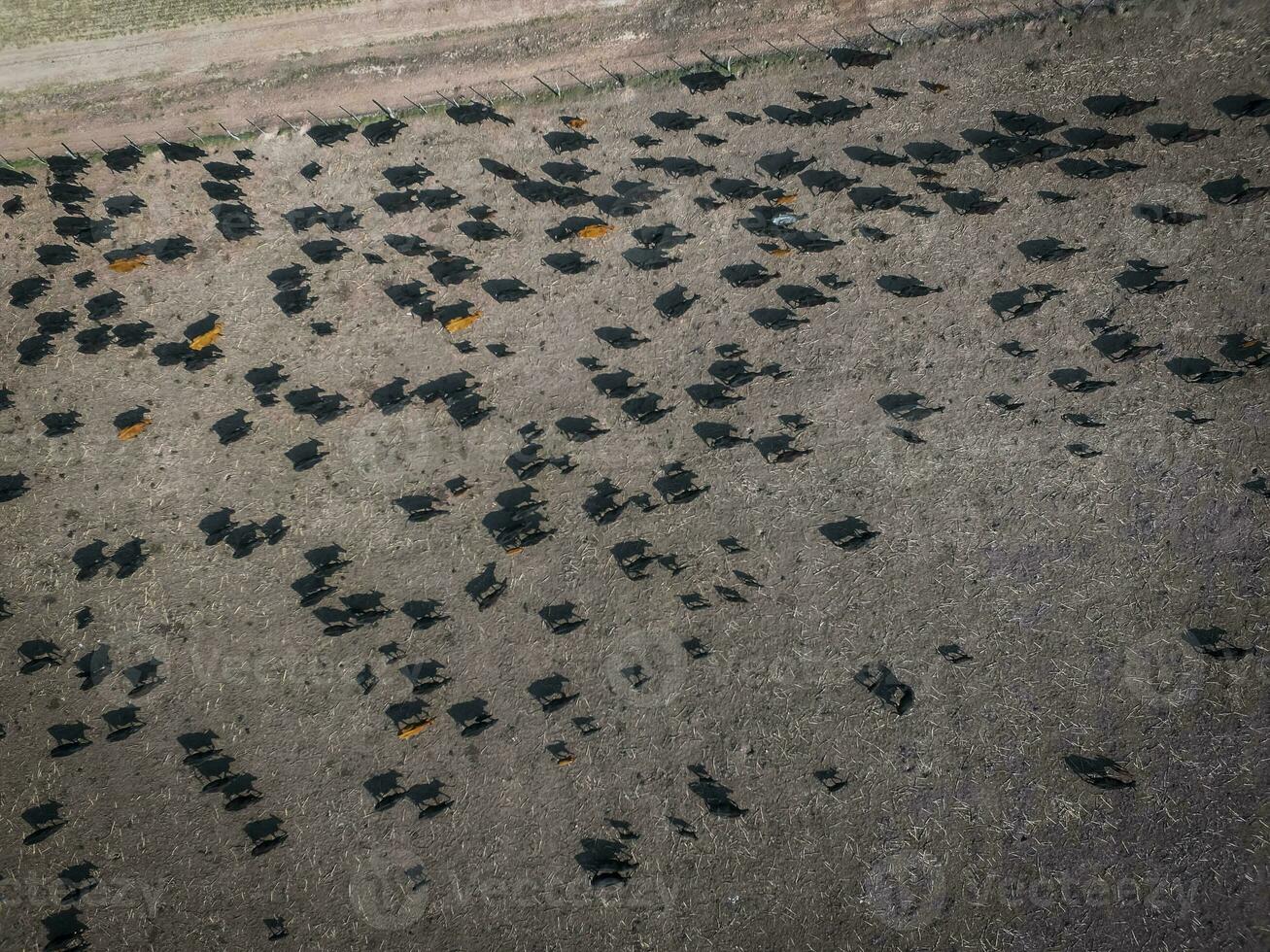 Meat production,  livestock in Pampas region, Aerial view,Argentina photo