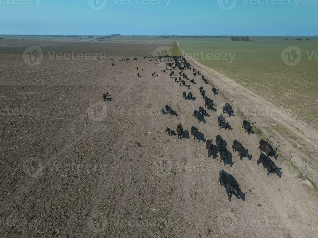 Herd of cows in the pampas field,Argentina photo