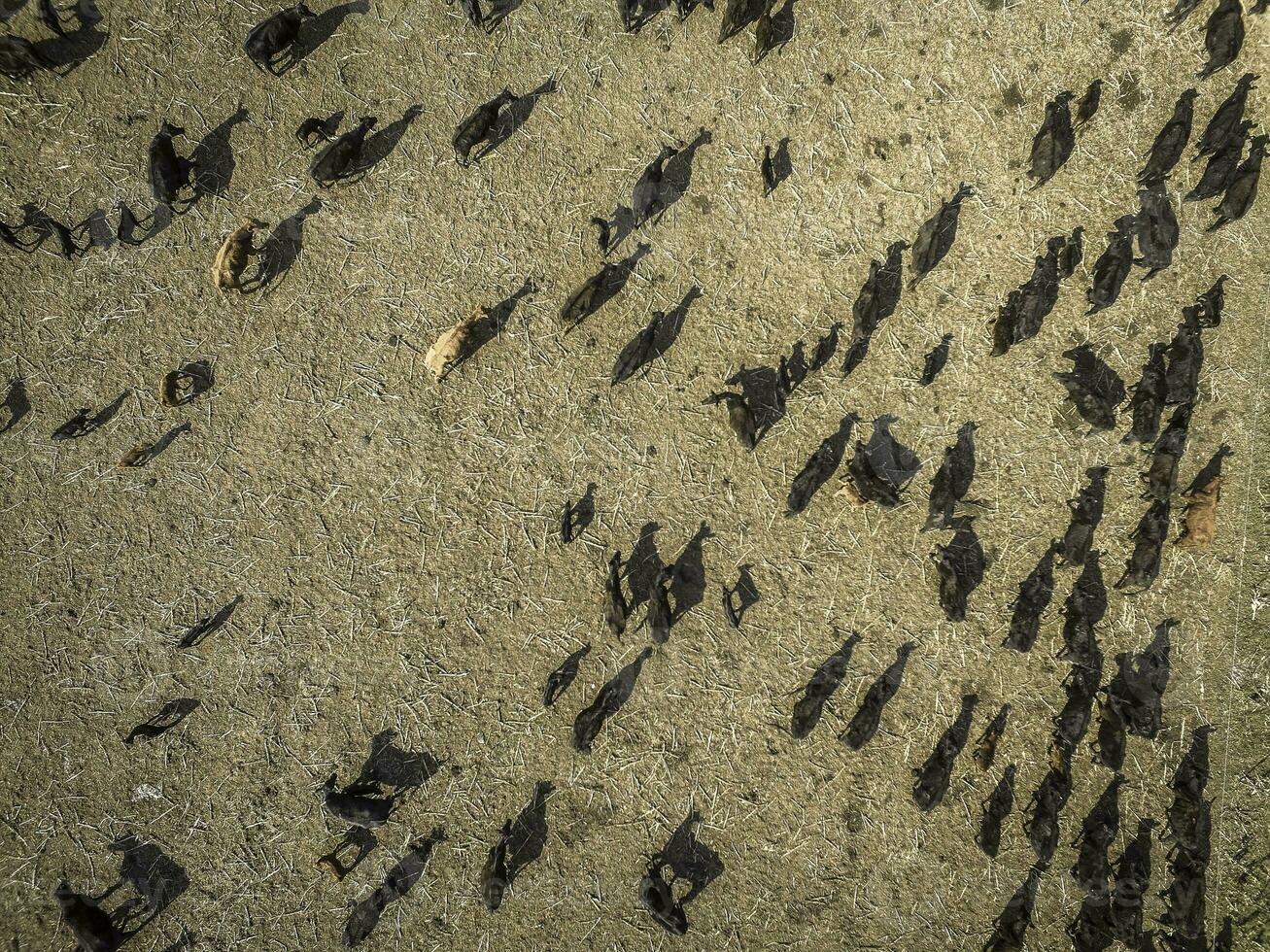 Meat production,  livestock in Pampas region, Aerial view,Argentina photo