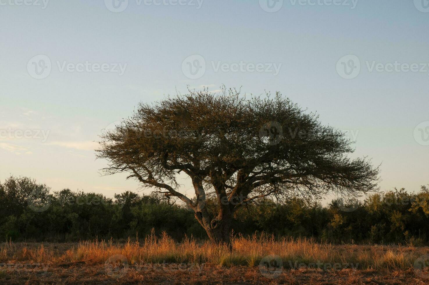 pampa árbol paisaje, la pampa provincia, Patagonia, argentina. foto