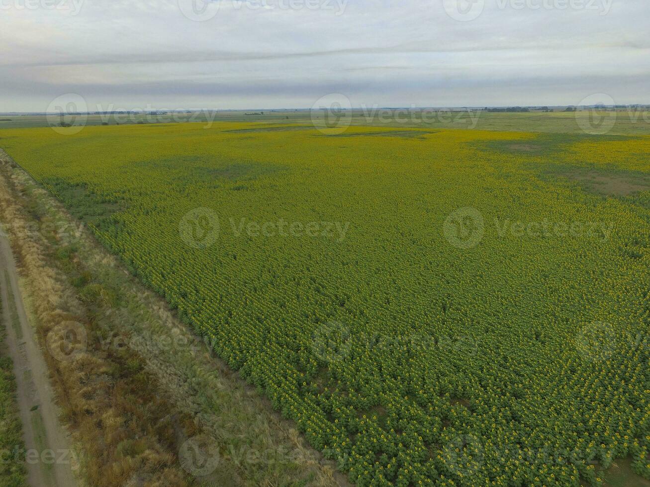 Sunflower cultivation, Aerial view, in pampas region, Argentina photo