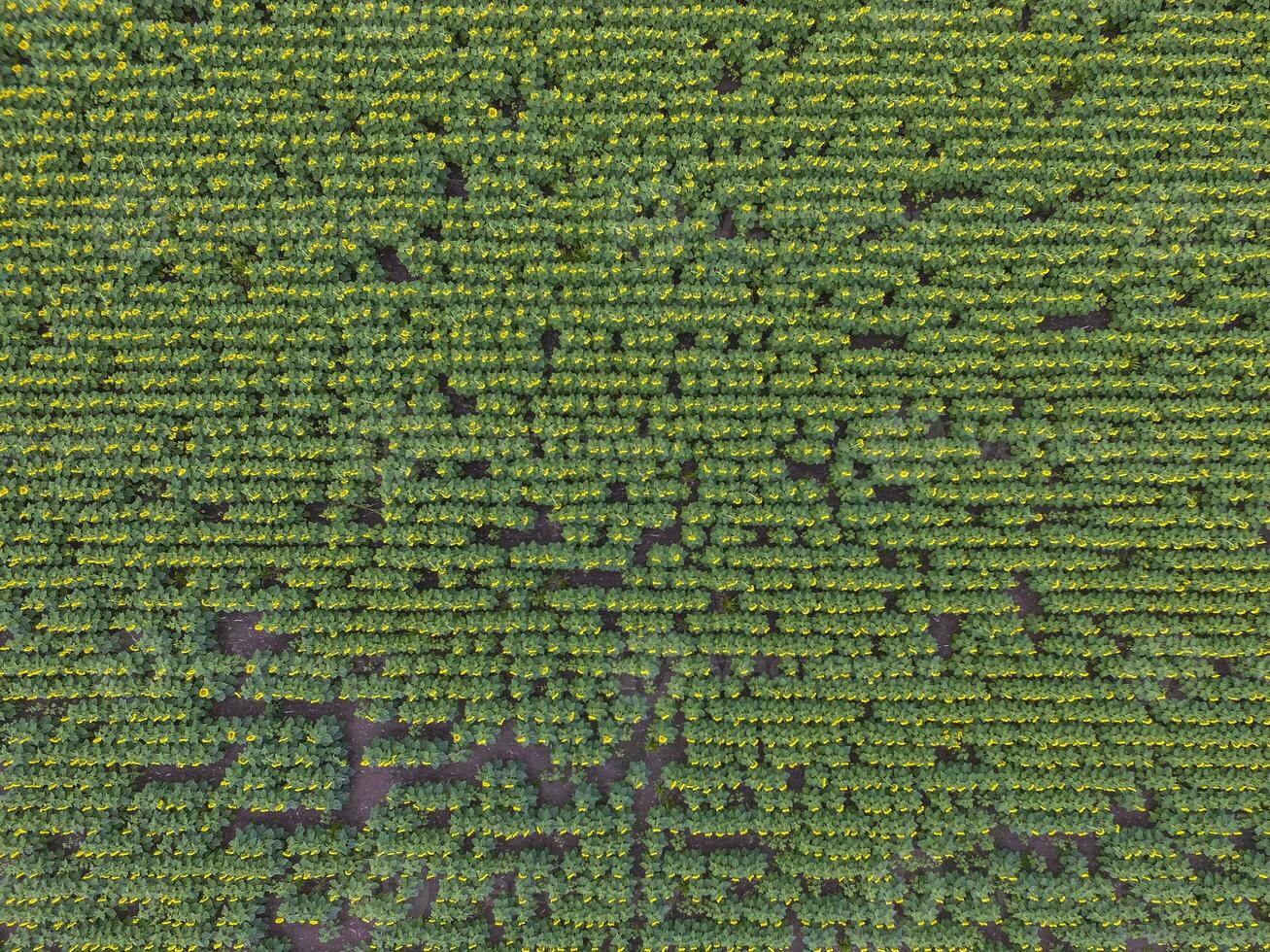 Sunflower cultivation, Aerial view, in pampas region, Argentina photo