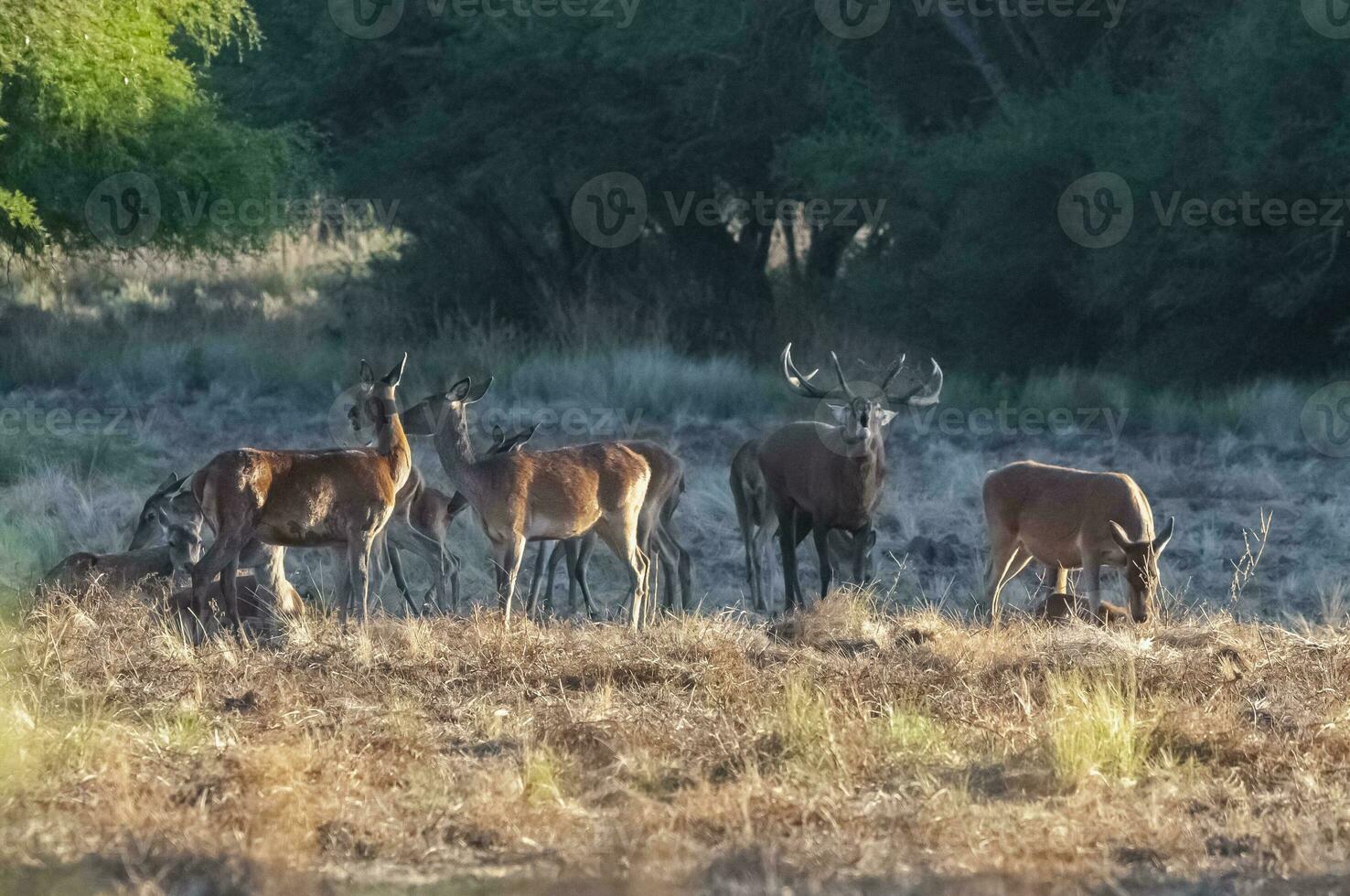 Red deer, Male roaring in La Pampa, Argentina, Parque Luro, Nature Reserve photo