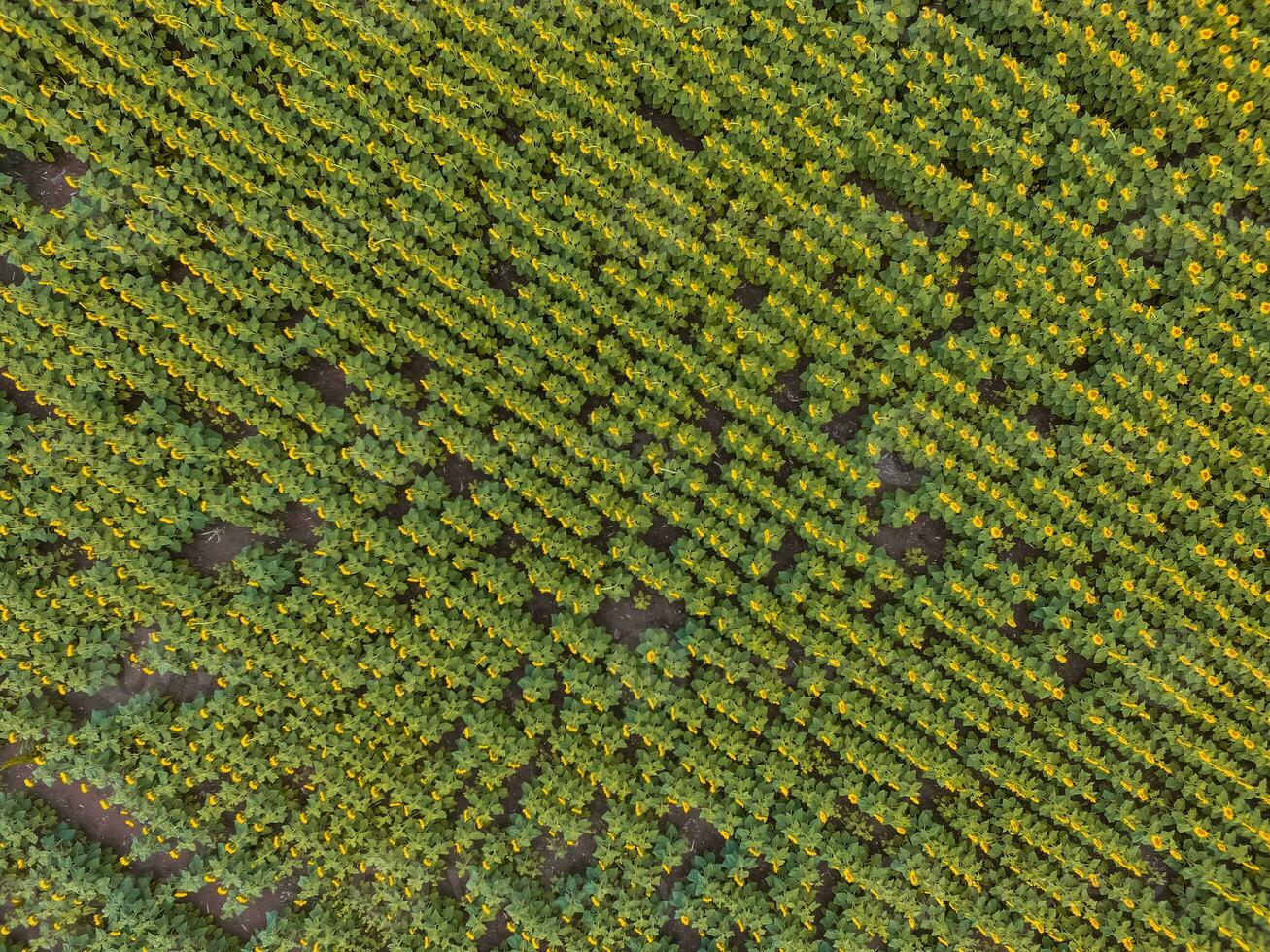 Sunflower cultivation, Aerial view, in pampas region, Argentina photo