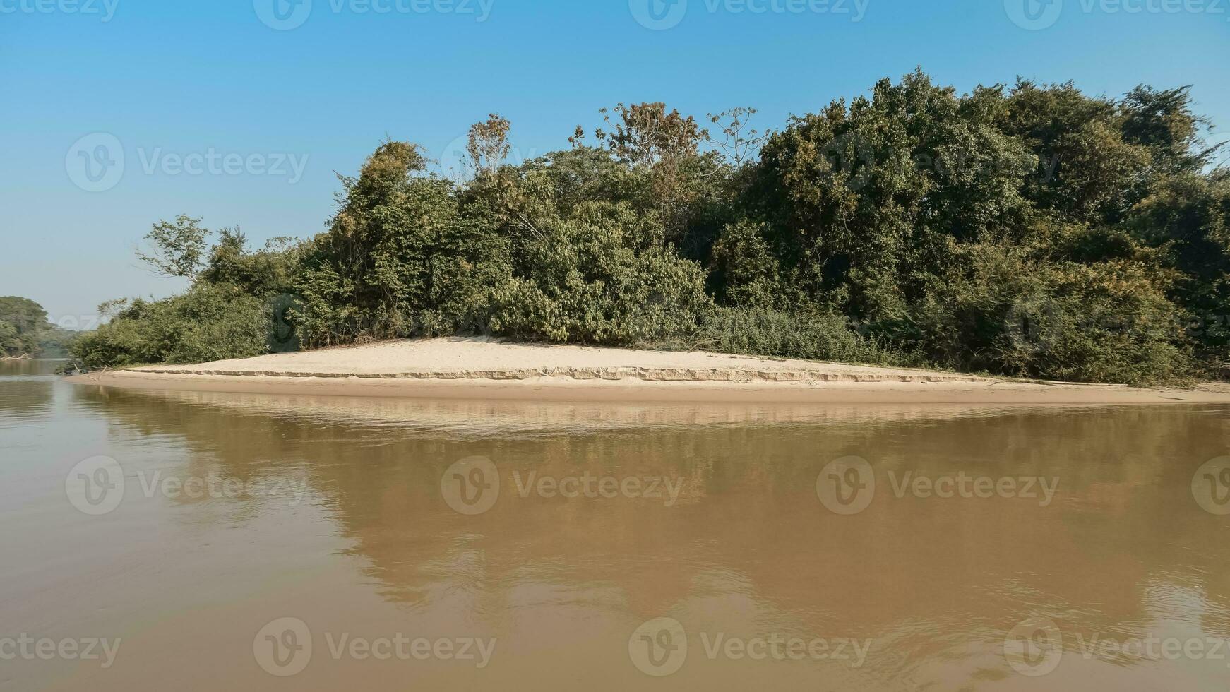 Jungle landscape on the cuaiaba riverbank, Pantanal,Brazil photo