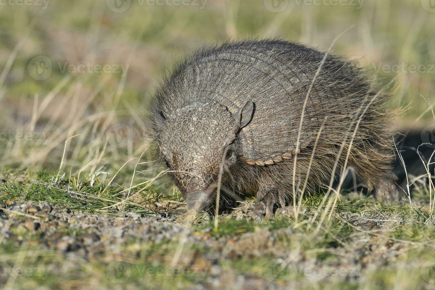 Hairy Armadillo, in grassland environment, Peninsula Valdes, Patagonia, Argentina photo