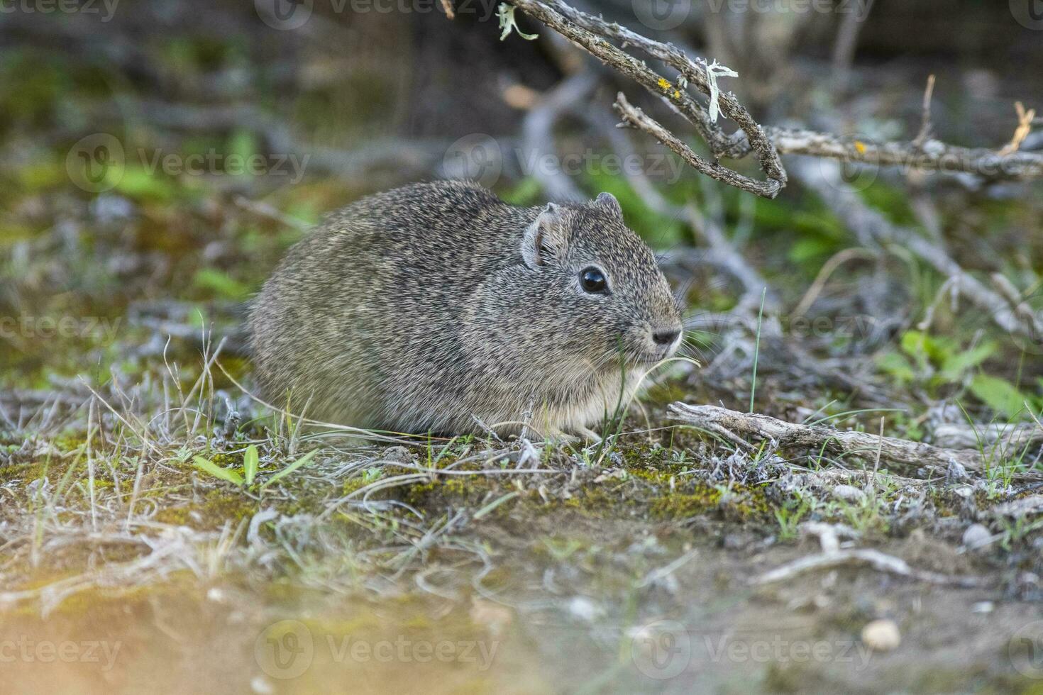 Desert Cavi, Lihue Calel National Park, La Pampa Province, Patagonia , Argentina photo