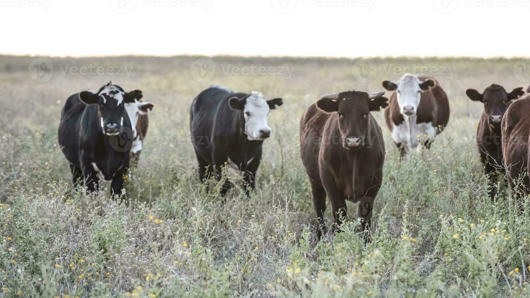 Argentine meat production,cows fed on natural grass. 26310314 Stock