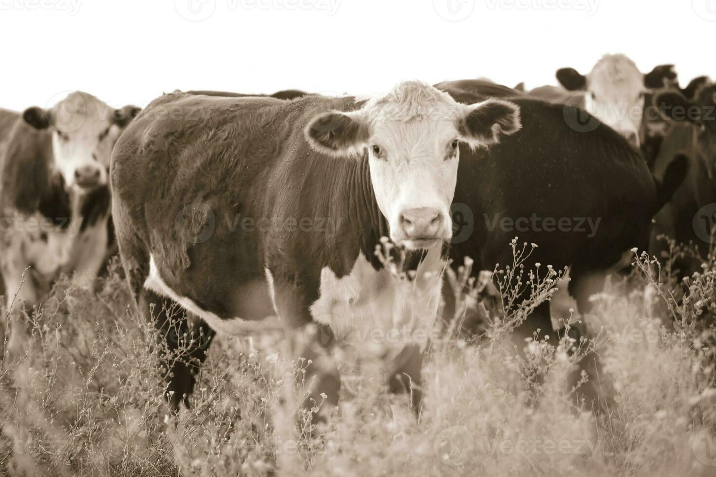 Argentine meat production,cows fed on natural grass. photo