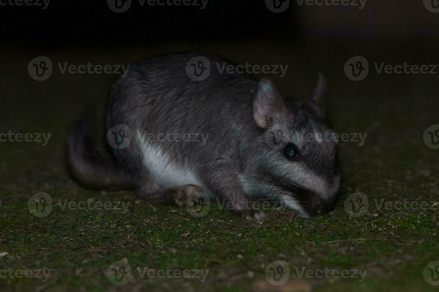 Vizcacha , Lagostomus maximus,  El Palmar National Park , Entre Rios Province, Argentina photo