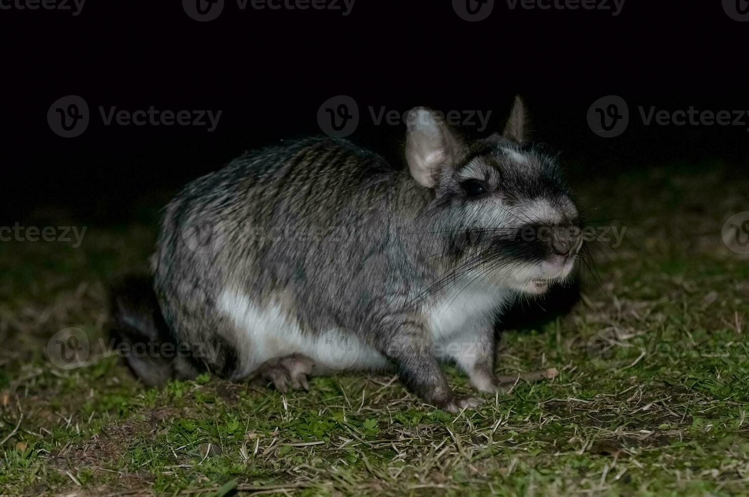 Vizcacha , Lagostomus maximus,  El Palmar National Park , Entre Rios Province, Argentina photo