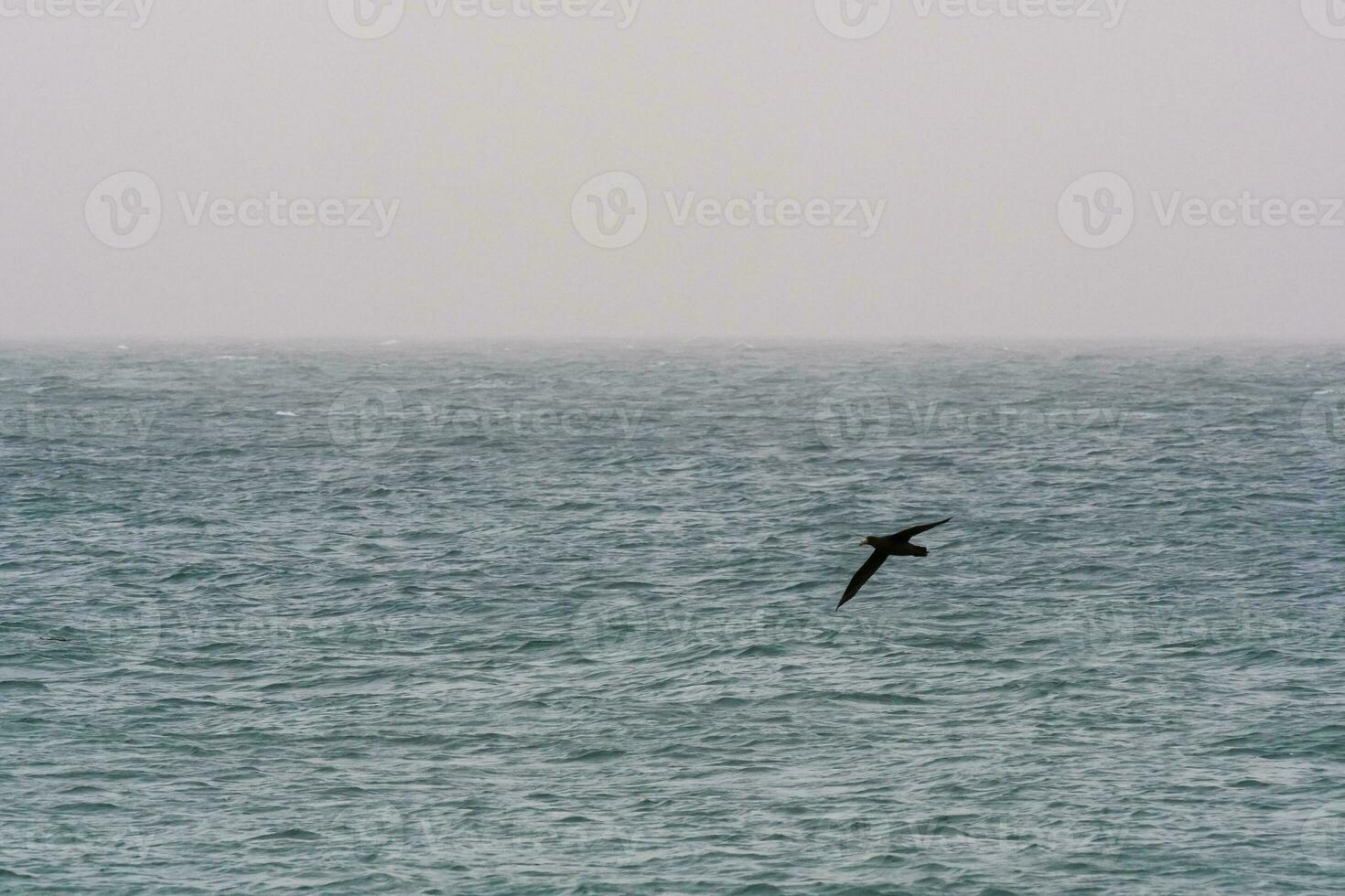 Giant Petrel in flight, Patagonia, Argentina. photo