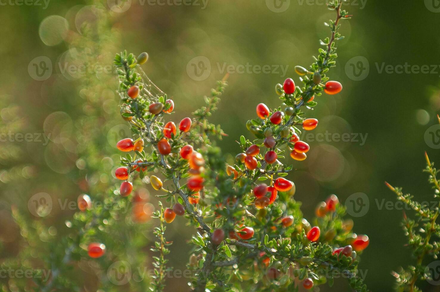 Piquillin, endemic wild fruits in the Pampas forest, Patagonia, Argentina photo