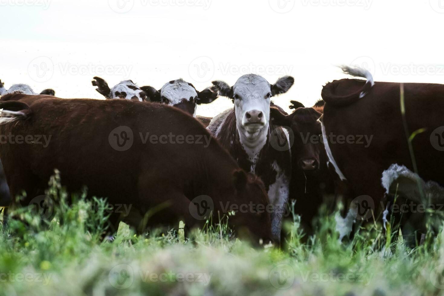 Cattle herd in the Pampas Countryside, Argentine meat production, La Pampa, Argentina. photo