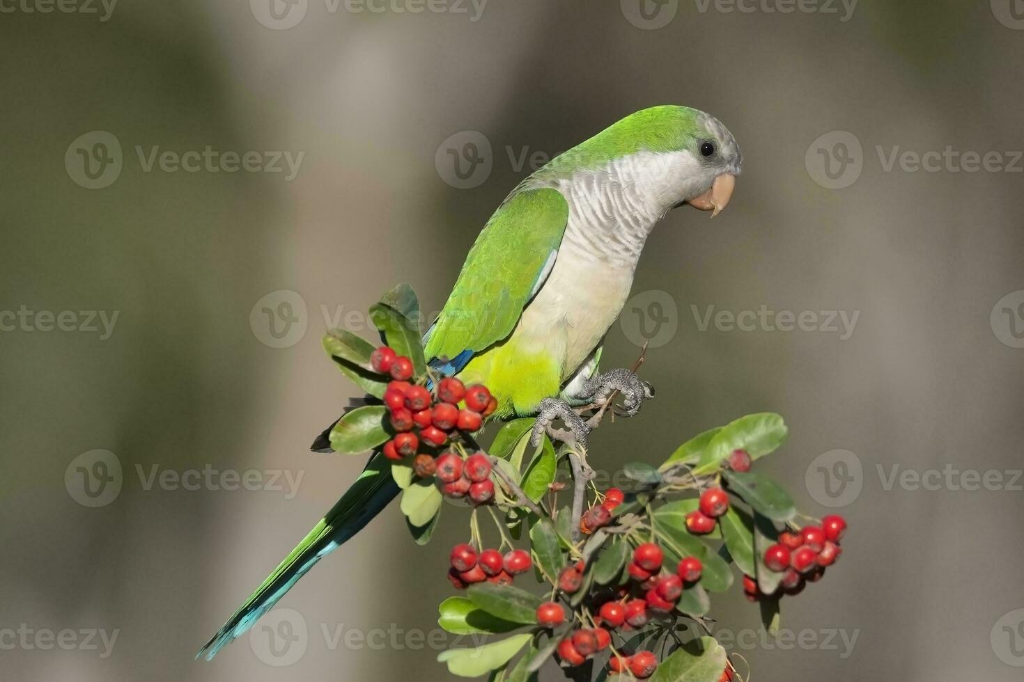 Parakeet perched on a bush with red berries , La Pampa, Patagonia, Argentina photo