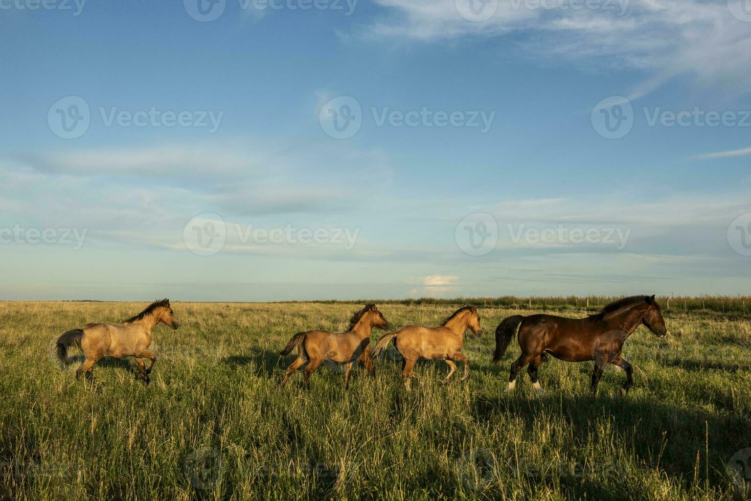 Horses in the Argentine coutryside, La Pampa province, Patagonia,  Argentina. photo