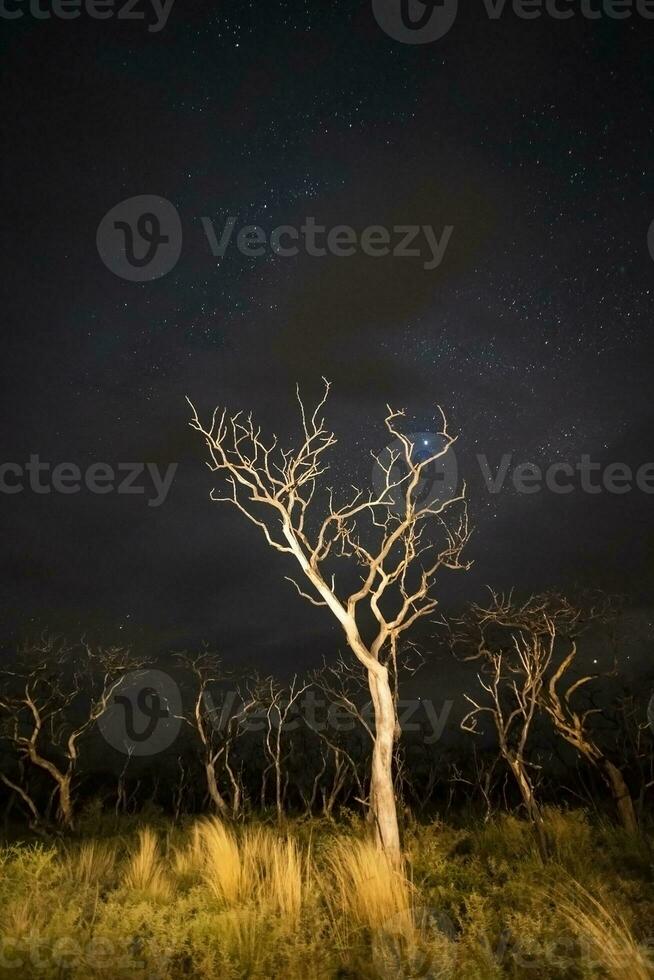 Burning trees photographed at night with a starry sky, La Pampa province, Patagonia , Argentina. photo