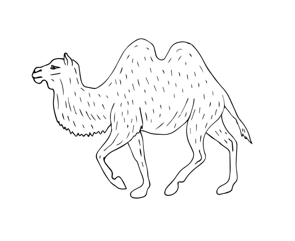 Vector hand drawn sketch dromedary camel