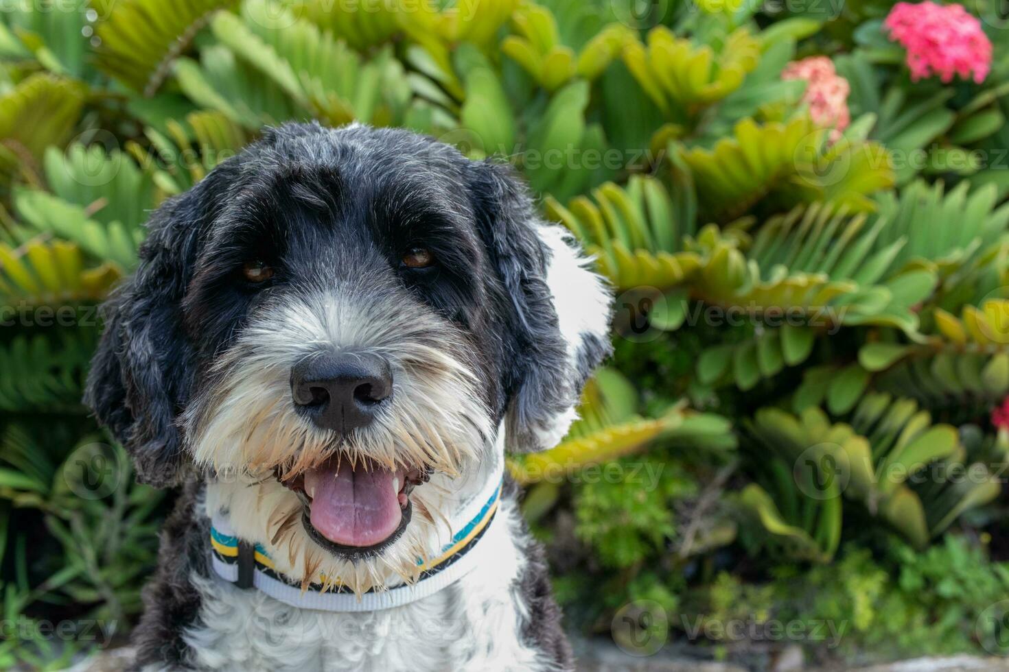 Portuguese Water Dog in a tropical garden photo