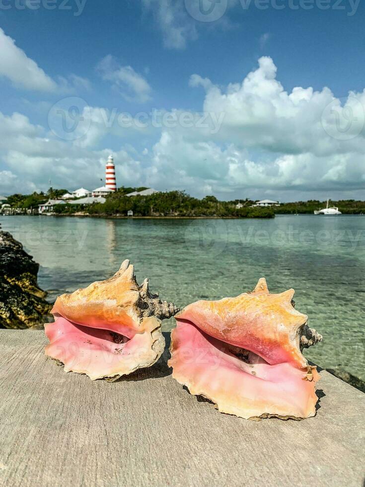 Conch shells with lighthouse in the background photo