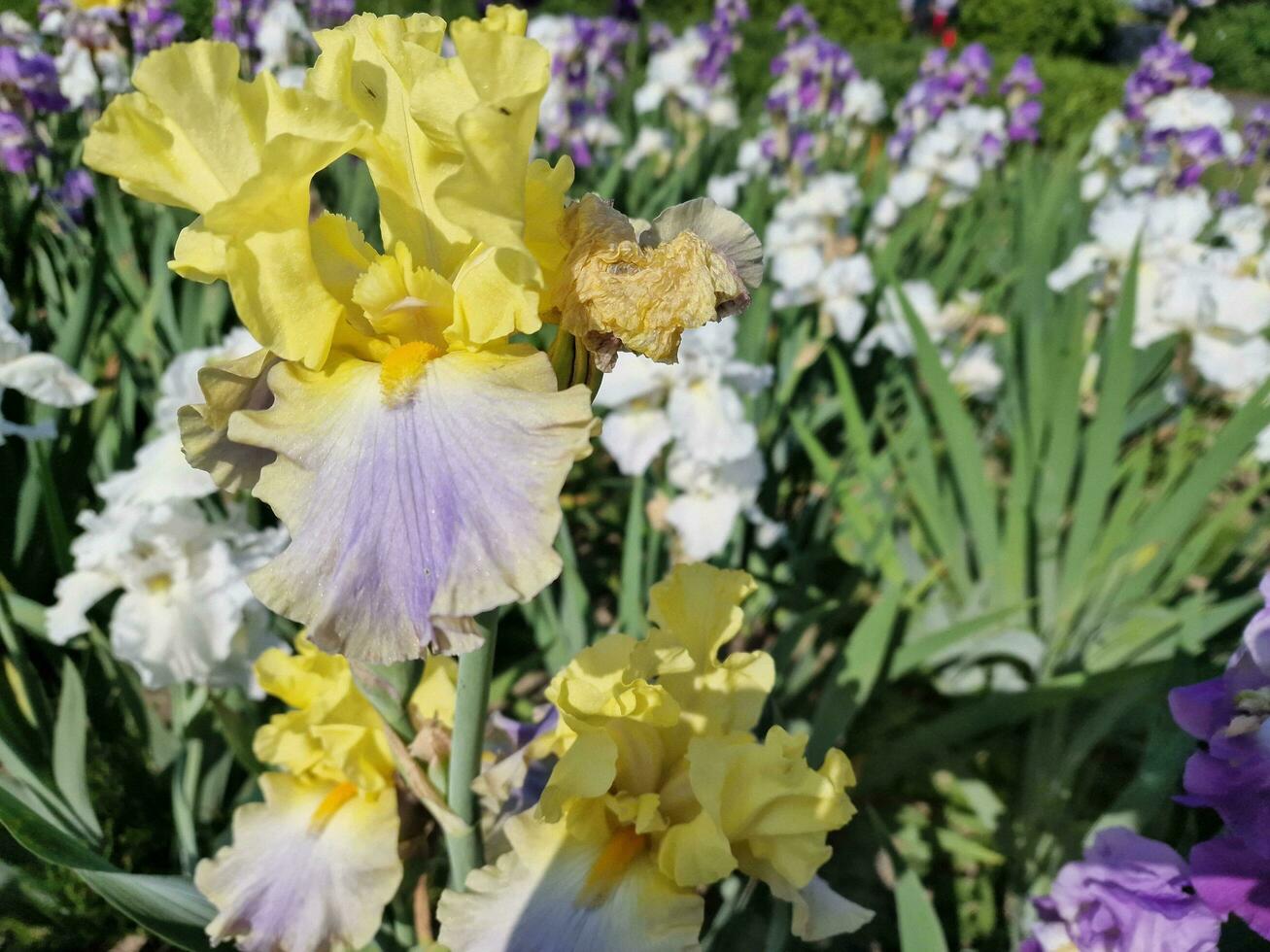 Amazing spring colors in flowers, visit to the botanical garden ...