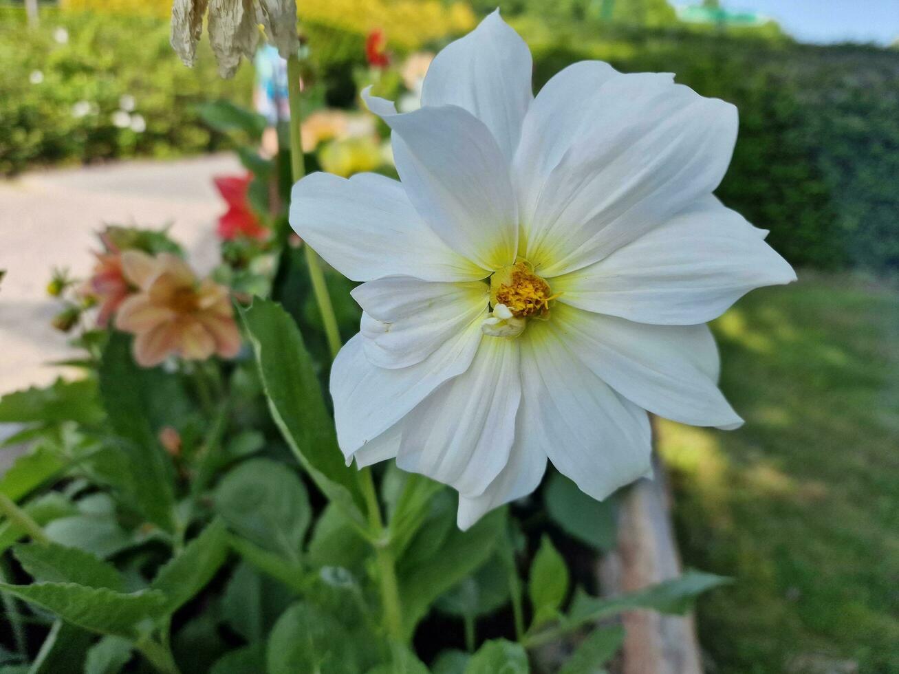 increíble primavera colores en flores, visitar a el botánico jardín foto