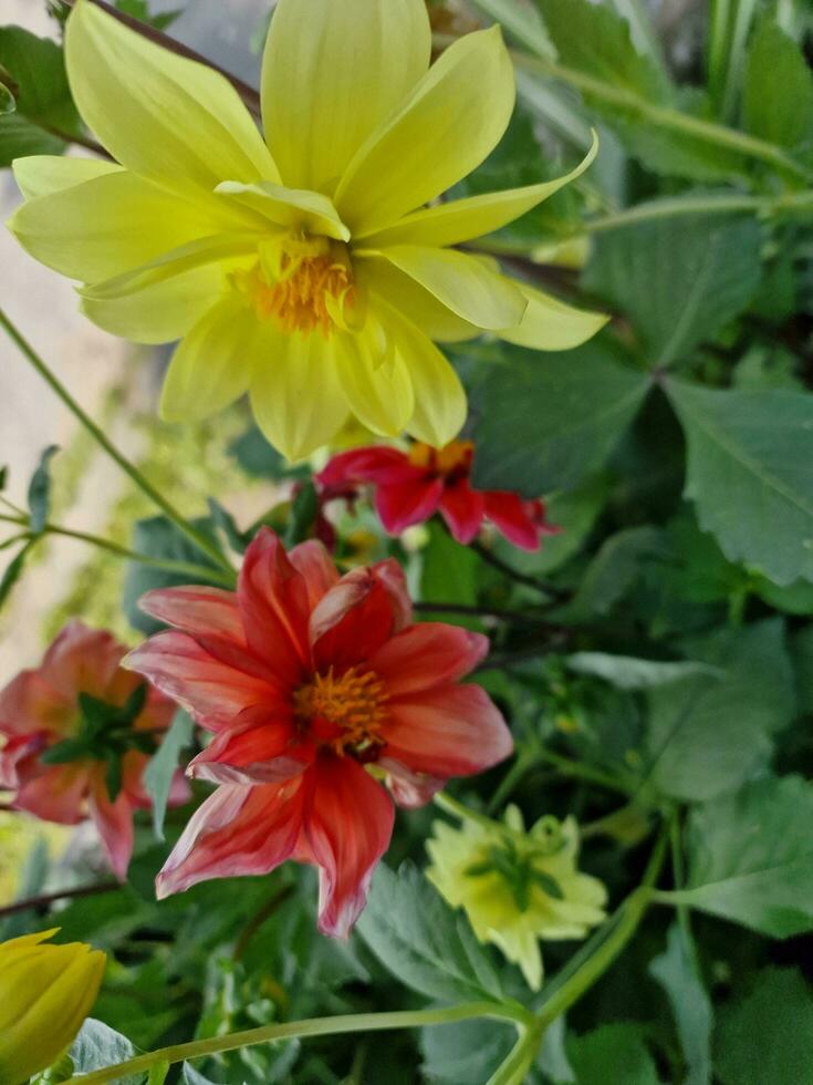 Amazing spring colors in flowers, visit to the botanical garden ...