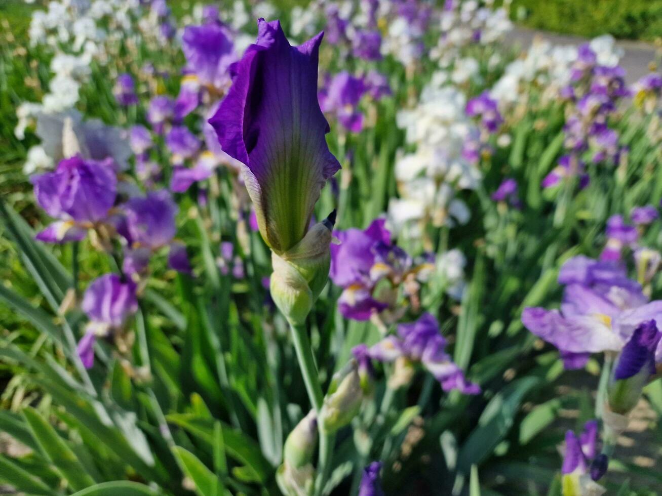 increíble primavera colores en flores, visitar a el botánico jardín foto