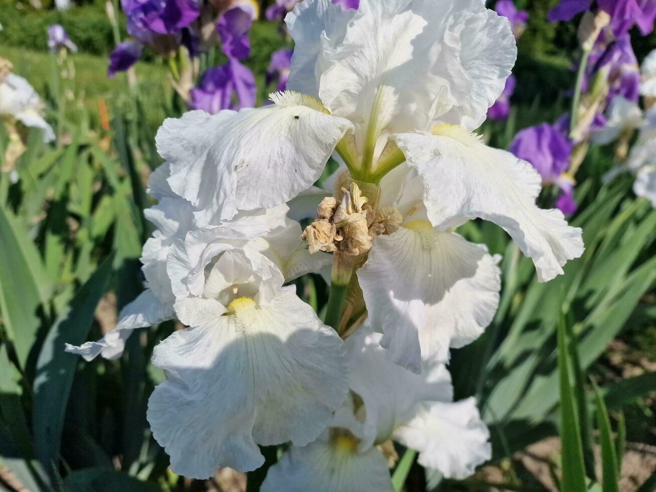 increíble primavera colores en flores, visitar a el botánico jardín foto