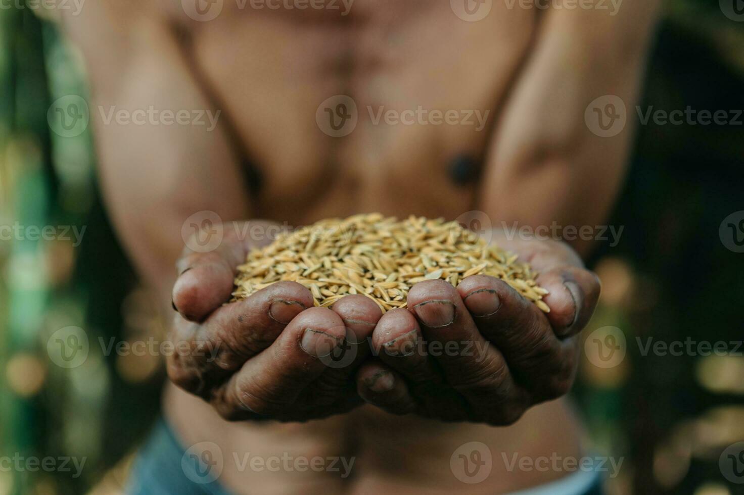 Close up  hand holding on seed ,Seeding,Seedling,Agriculture. rice seed in sun light photo