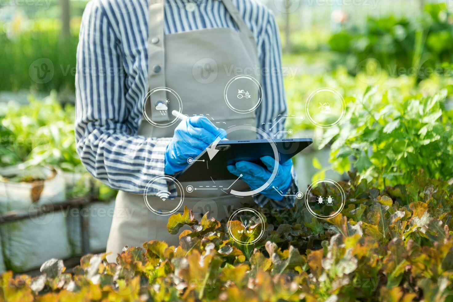 Woman hands gardening lettuce in farm  with growth process and chemical formula on green background. photo