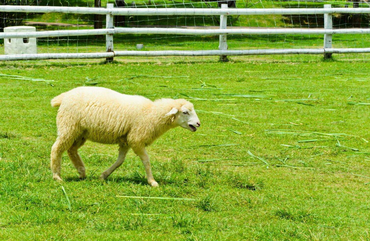 Sheep in green field photo