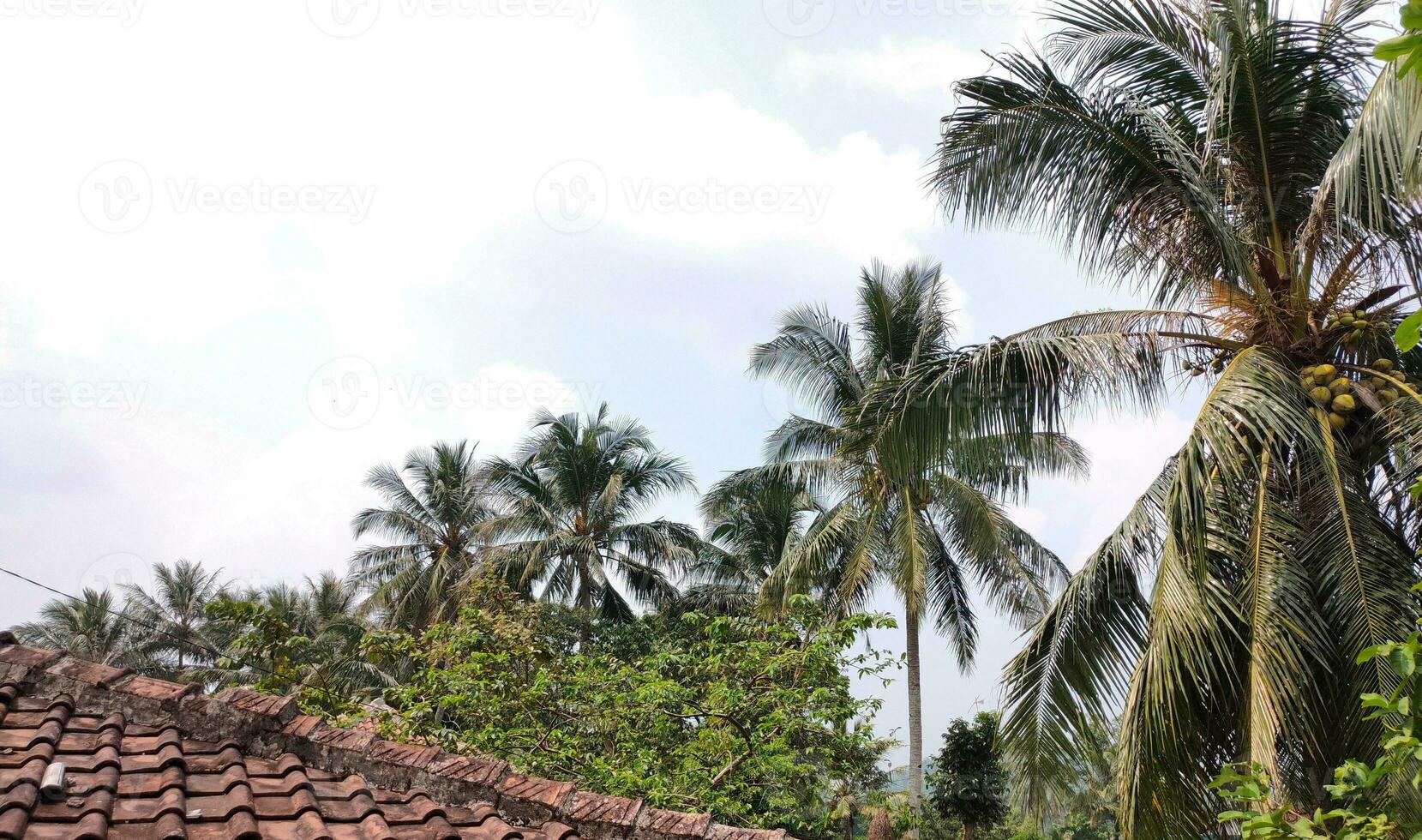 ver de el pueblo con sus pueblo casas y algunos Coco arboles alrededor el casa, durante el día con un hermosa nube antecedentes foto