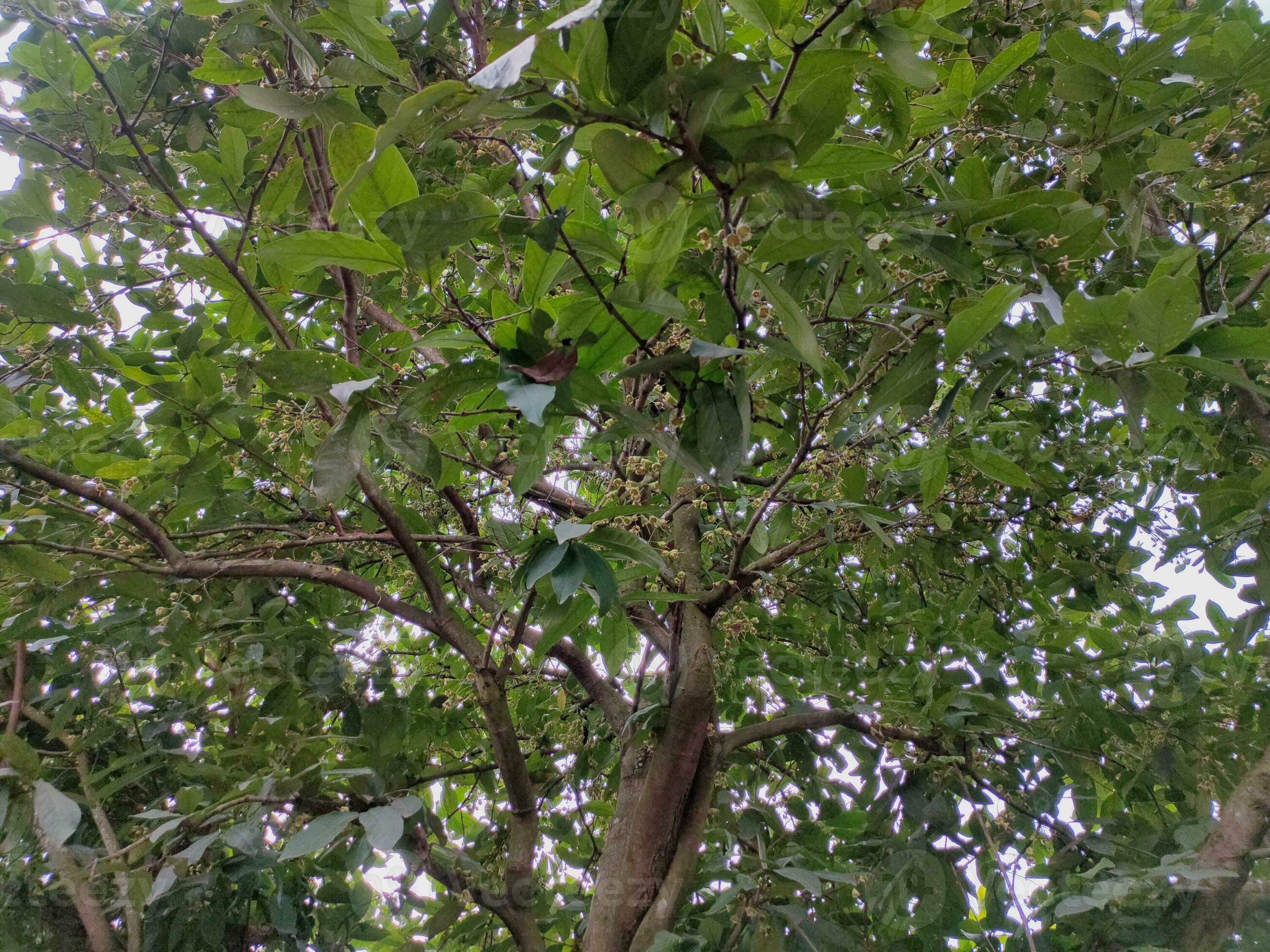 Water guava tree that is in the process of bearing fruit, water guava