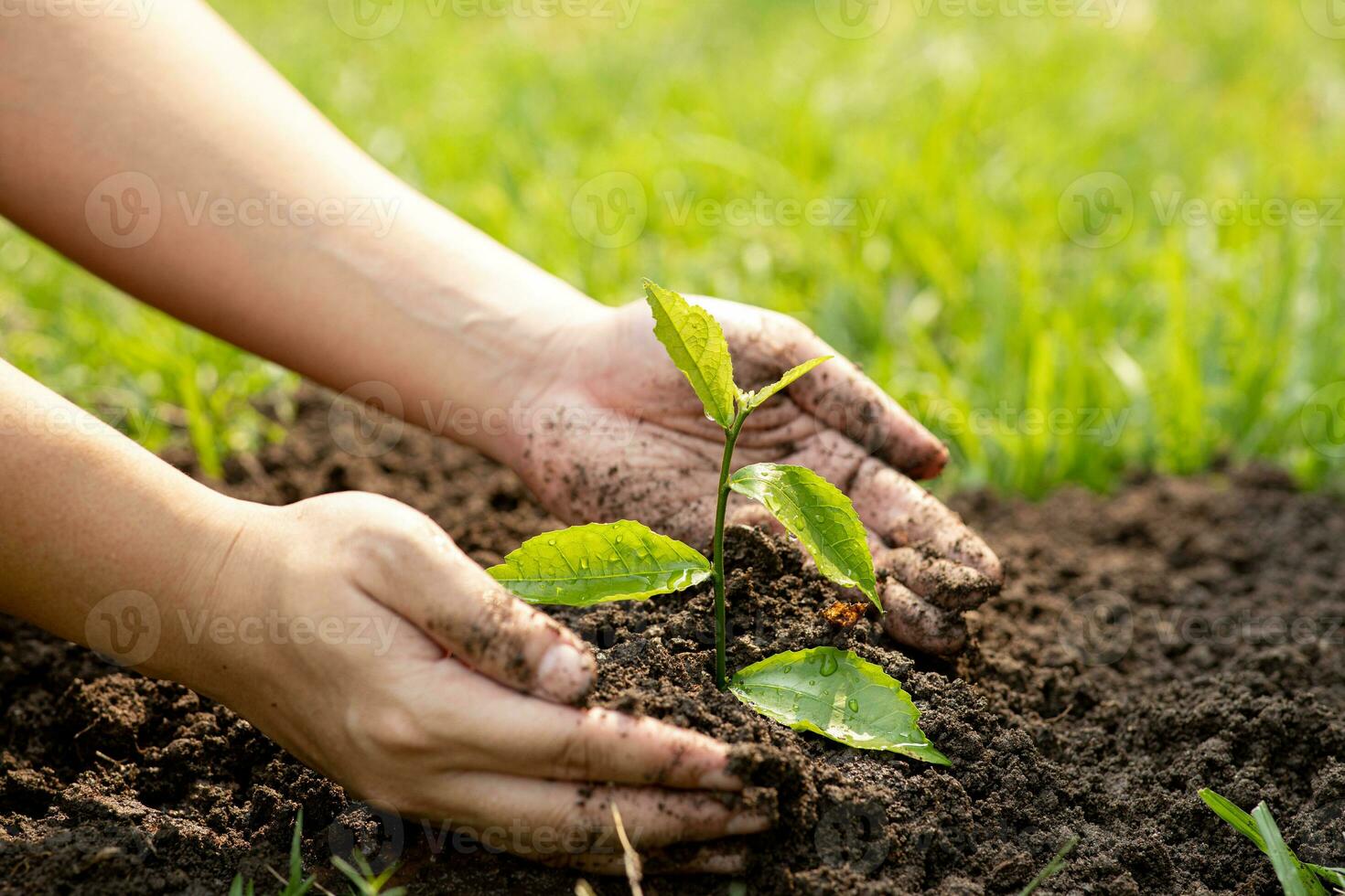 Hands of the men holding planting to be planted into the soil. Man holding green seedling in soil. National tree planting day. Save Earth concept. photo