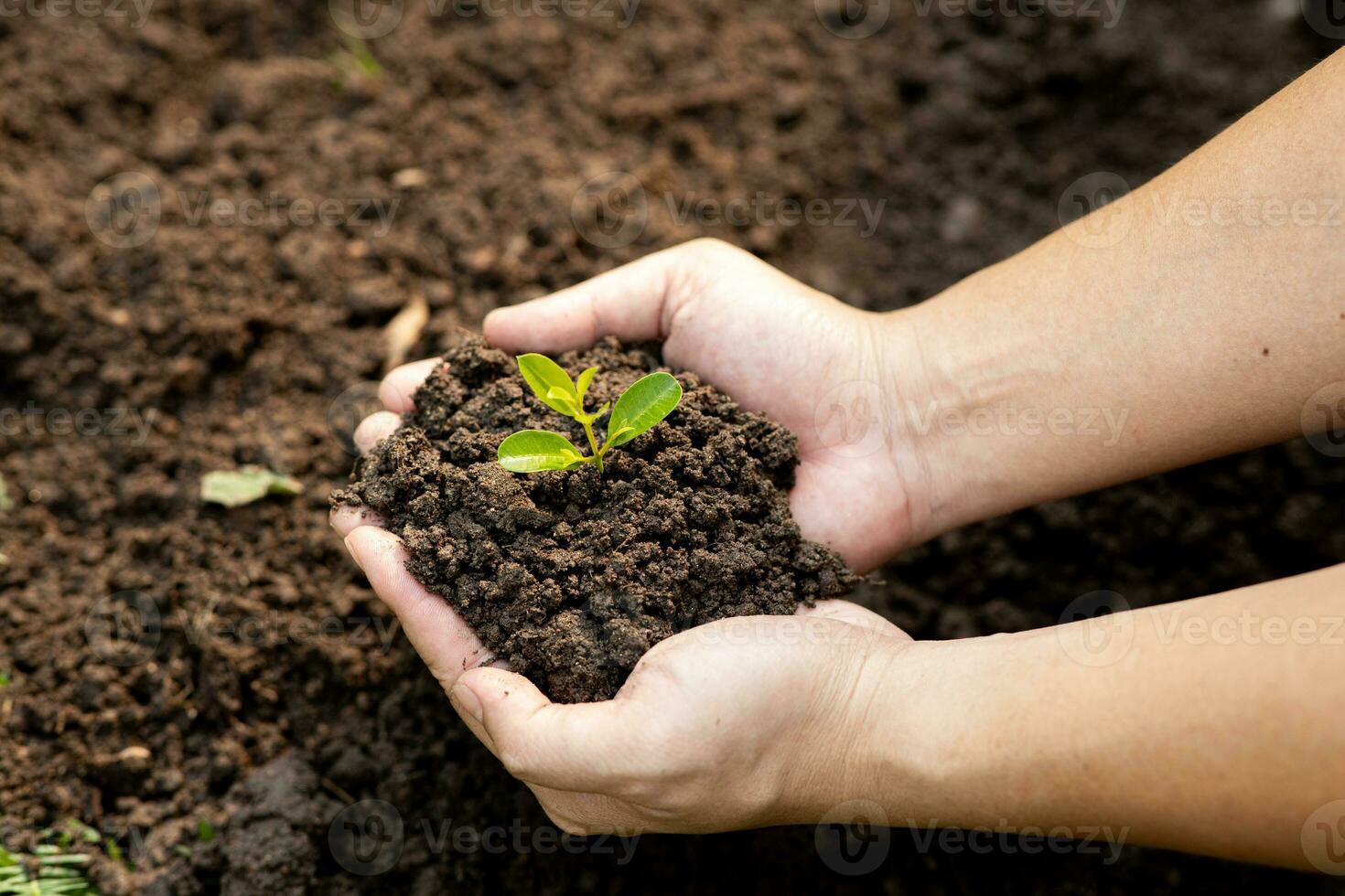 Hands of the men holding planting to be planted into the soil. Man holding green seedling in soil. National tree planting day. Save Earth concept. photo