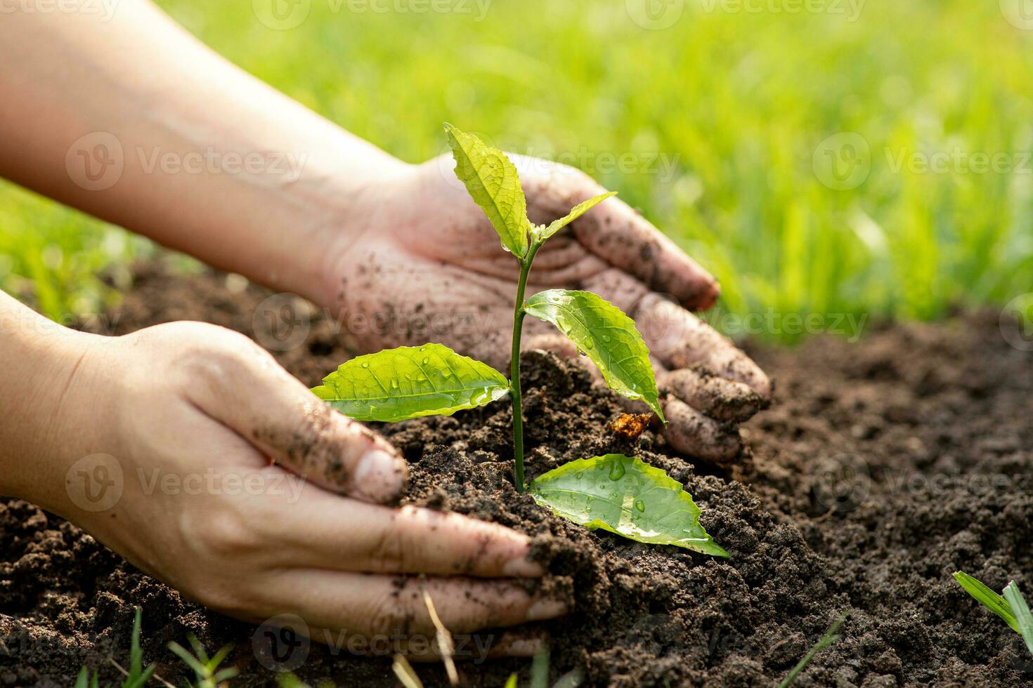 Hands of the men holding planting to be planted into the soil. Man holding green seedling in soil. National tree planting day. Save Earth concept. photo