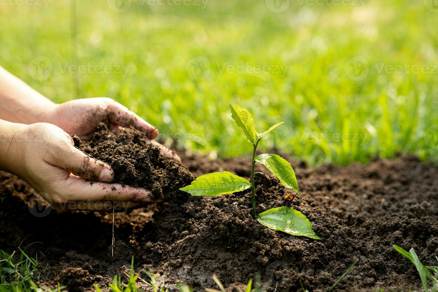 Hands of the men holding planting to be planted into the soil. Man holding green seedling in soil. National tree planting day. Save Earth concept. photo
