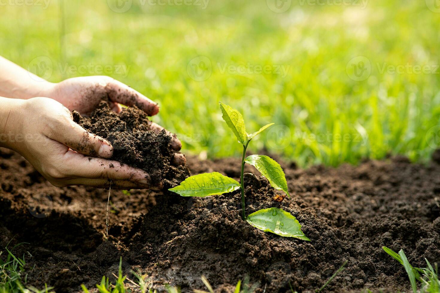 Hands of the men holding planting to be planted into the soil. Man holding green seedling in soil. National tree planting day. Save Earth concept. photo