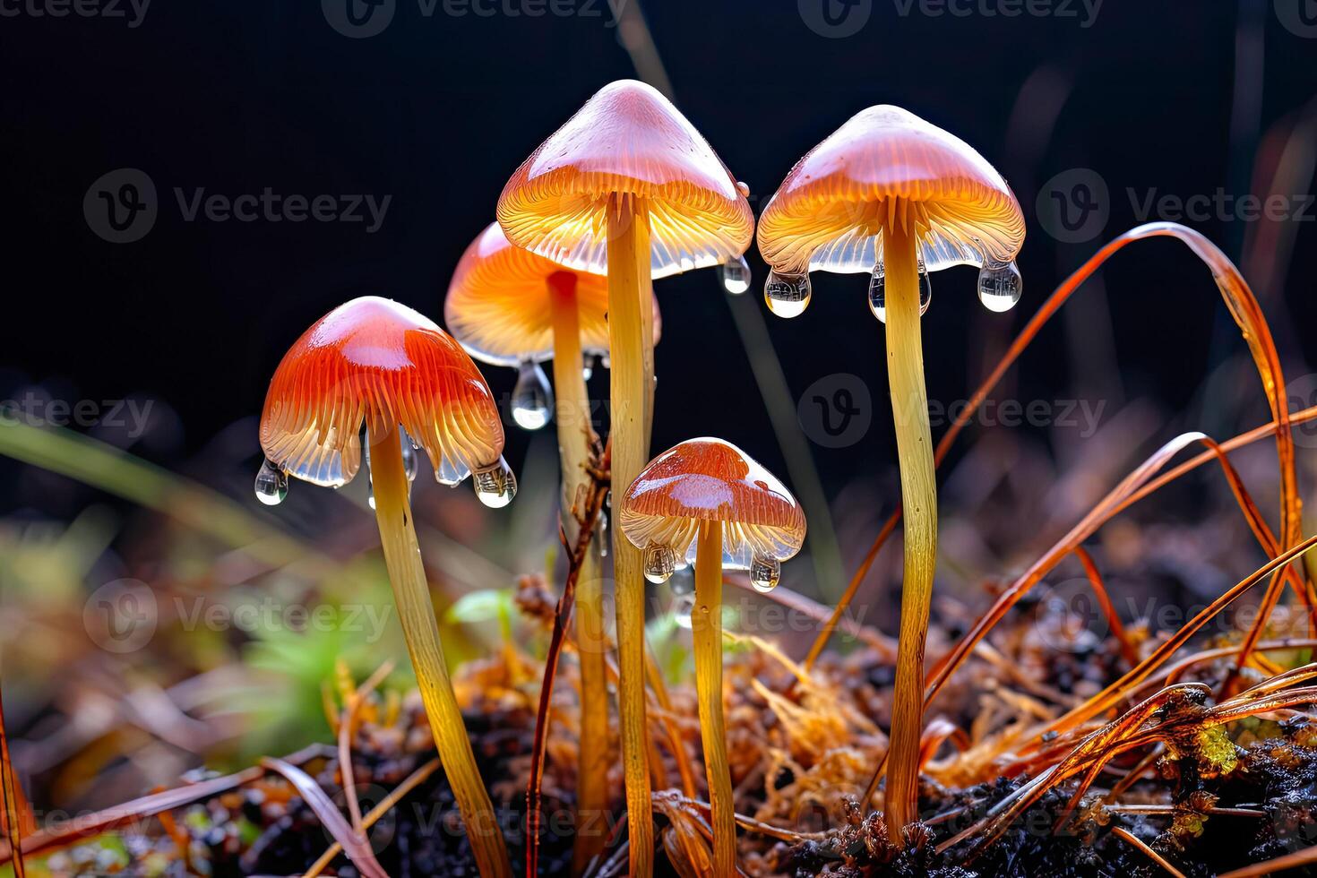 psilocybe semilanceata creciente en musgo en bosque debajo lluvia. hongos para tratamiento. ai generado foto