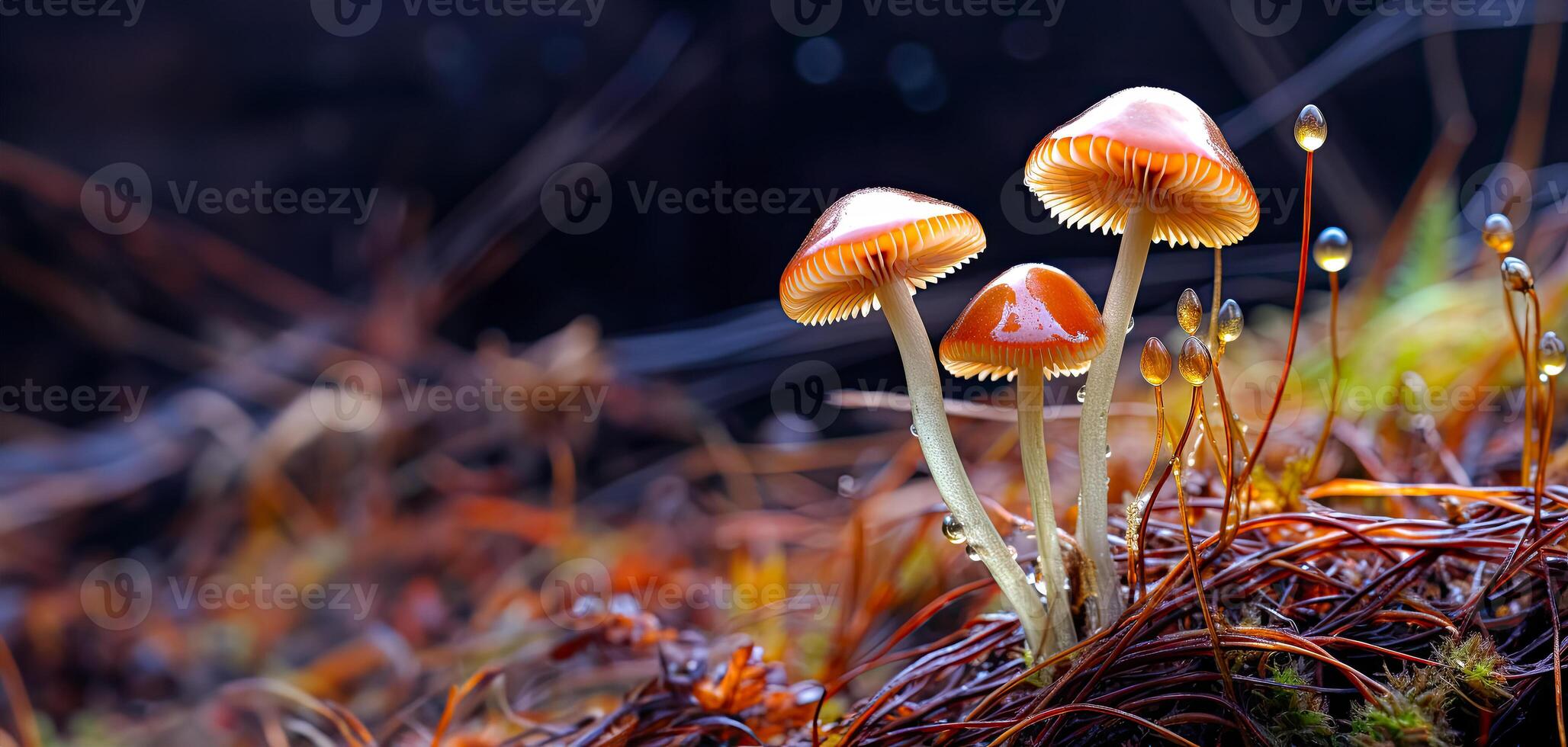 Psilocybe semilanceata mushrooms growing in forest. Magic mushrooms for treatment. photo