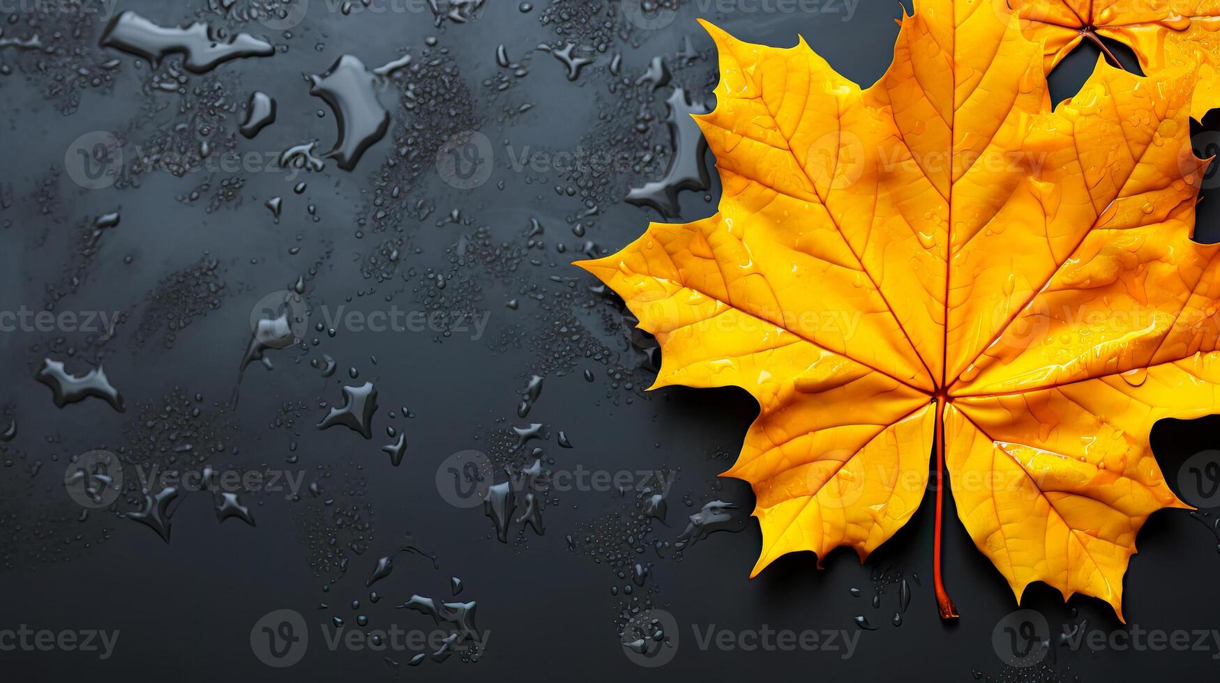 Yellow maple leaf on black graphite table in water drops, idea for autumn background. photo