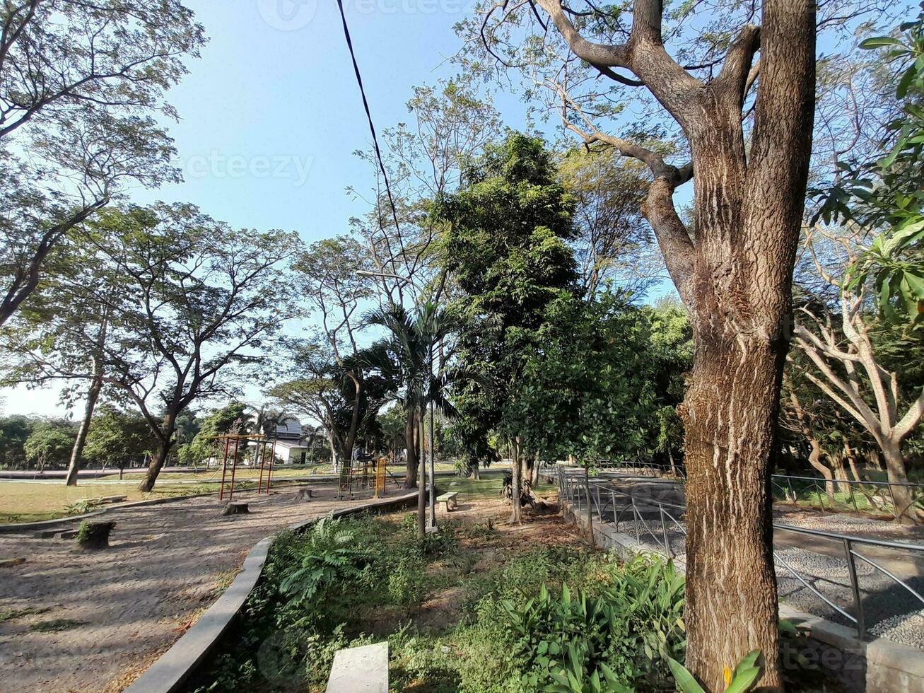 Shady trees in a city park in the city of Mataram, Lombok island, Indonesia photo
