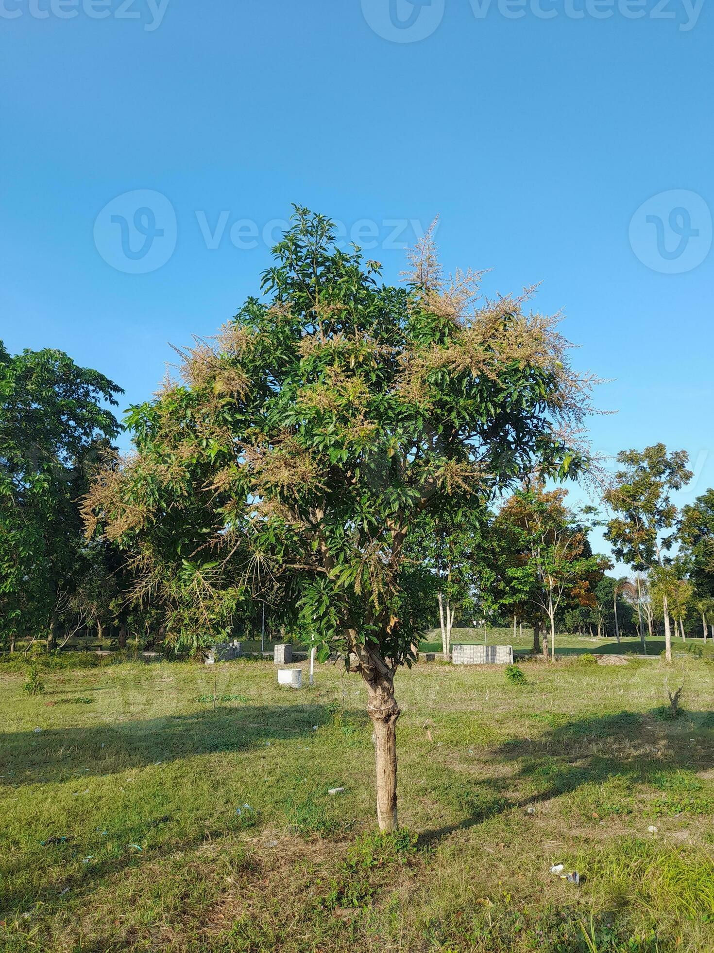 Forum: Blooming Mango Trees