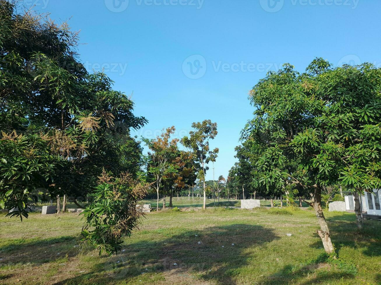 sombreado arboles en un ciudad parque en el ciudad de mataram, lombok isla, Indonesia foto